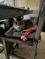 Lost Female Cat last seen Gilbert , Gilbert, AZ 85297