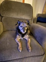 Found/Stray Female Dog last seen Eddystone police department , Eddystone, PA 19022