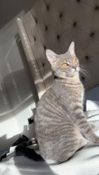 Lost Male Cat last seen The Tavern (restaurant), between West Hill St and West Gaulbert Ave, Louisville, KY 40208