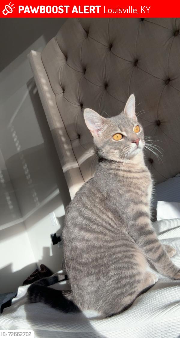 Lost Male Cat last seen The Tavern (restaurant), between West Hill St and West Gaulbert Ave, Louisville, KY 40208
