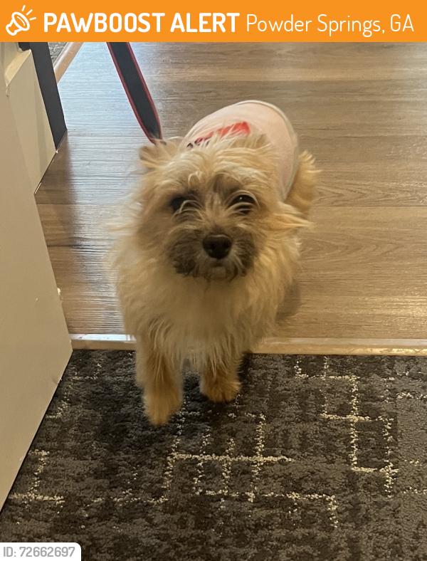 Found/Stray Female Dog last seen Macedonia Rd, Crofthouse apmts , Powder Springs, GA 30127