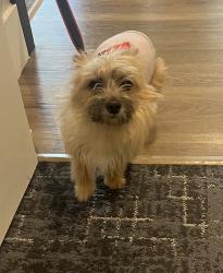 Found/Stray Female Dog last seen Macedonia Rd, Crofthouse apmts , Powder Springs, GA 30127