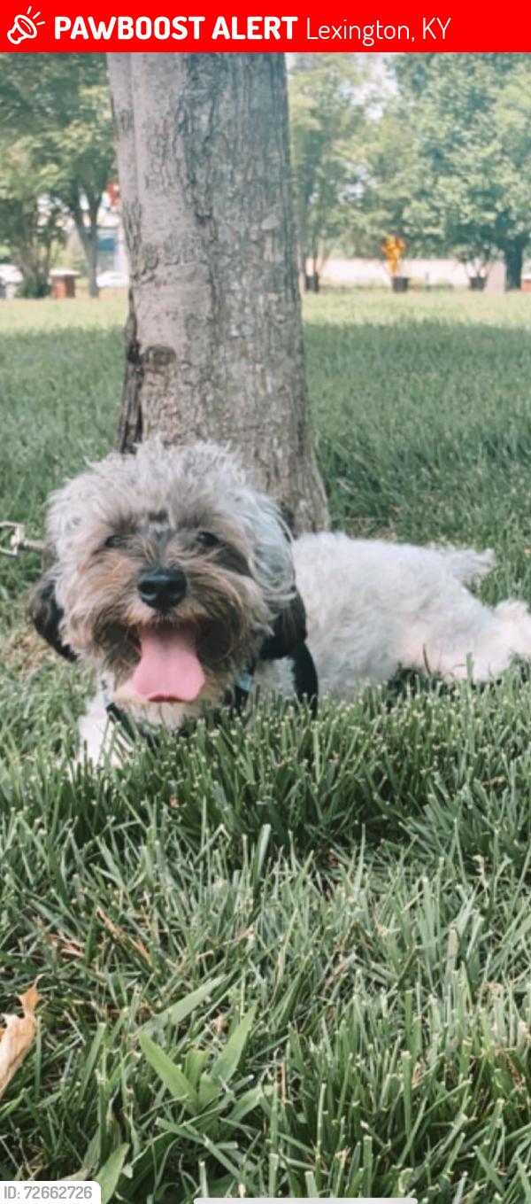 Lost Male Dog last seen shillito park, Lexington, KY 40503