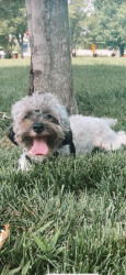 Lost Male Dog last seen shillito park, Lexington, KY 40503