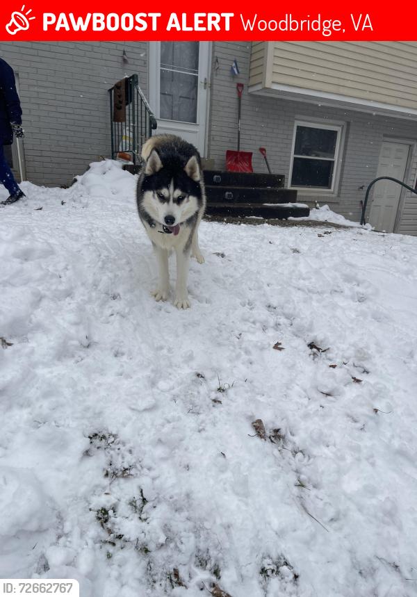 Lost Male Dog last seen Near kingsman rd , Woodbridge, VA 22193