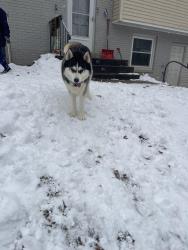 Lost Male Dog last seen Near kingsman rd , Woodbridge, VA 22193