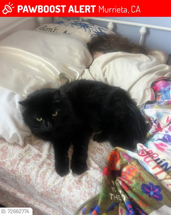Lost Male Cat last seen Murrieta, Murrieta, CA 92563