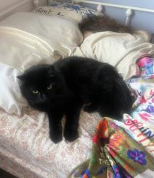 Lost Male Cat last seen Murrieta, Murrieta, CA 92563