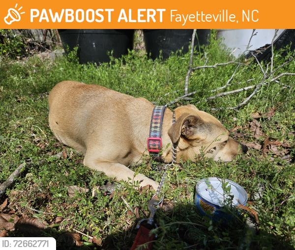 Found/Stray Female Dog last seen Manteo St/Mohawk St., Fayetteville, NC 28303