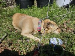 Found/Stray Female Dog last seen Manteo St/Mohawk St., Fayetteville, NC 28303