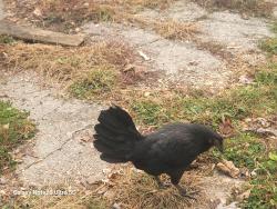 Lost Female Bird last seen Near melrose ave , Indianapolis, IN 46241