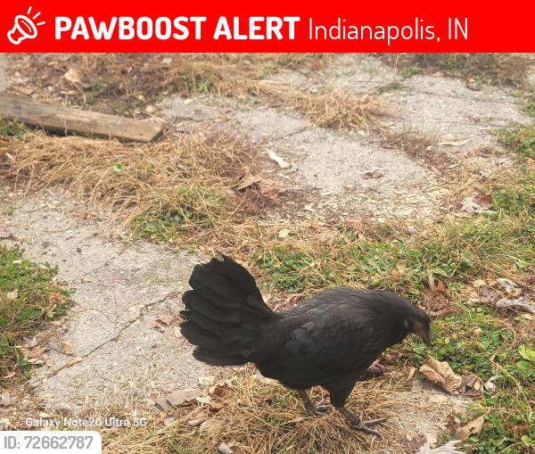 Lost Female Bird last seen Near melrose ave , Indianapolis, IN 46241
