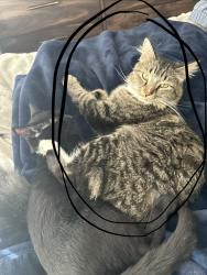 Lost Male Cat last seen Park Place apmts, Fort Smith, AR 72913