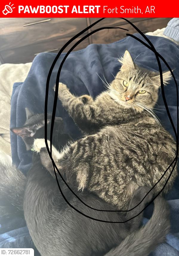 Lost Male Cat last seen Park Place apmts, Fort Smith, AR 72913