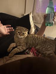Lost Female Cat last seen 55th Street , Seattle, WA 98105