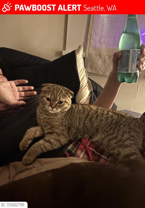 Lost Female Cat last seen 55th Street , Seattle, WA 98105