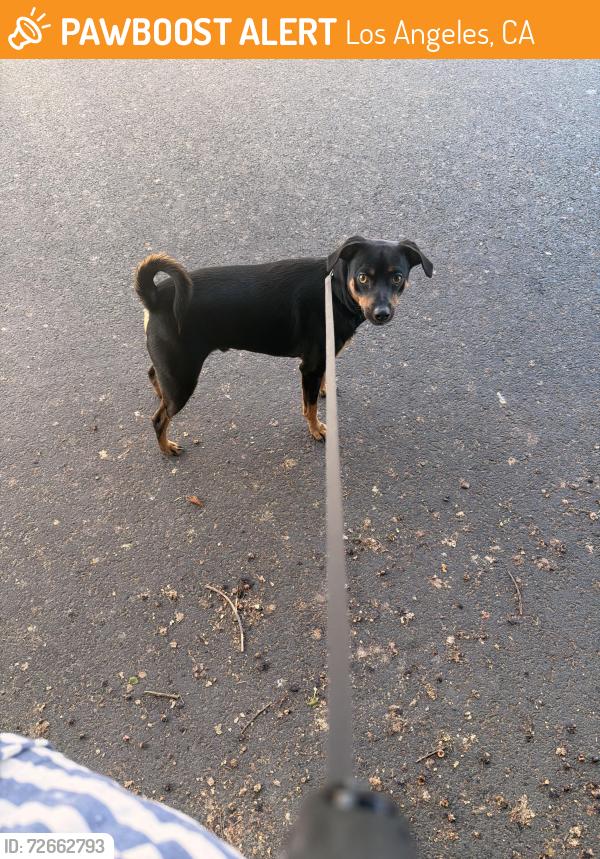 Found/Stray Male Dog last seen Northoff and Langdon ave, Los Angeles, CA 91343