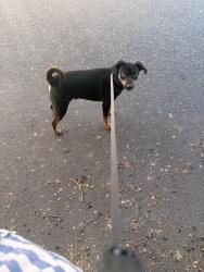 Found/Stray Male Dog last seen Northoff and Langdon ave, Los Angeles, CA 91343