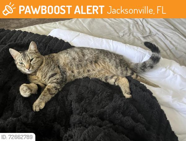 Found/Stray Female Cat last seen  Goods store , Jacksonville, FL 32225