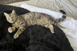 Found/Stray Female Cat last seen  Goods store , Jacksonville, FL 32225