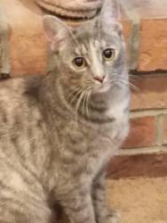 Lost Female Cat last seen Beckridge and Gaines, Cincinnati, OH 45247