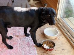 Found/Stray Male Dog last seen Ferguson/Healey, Dallas, TX 75228