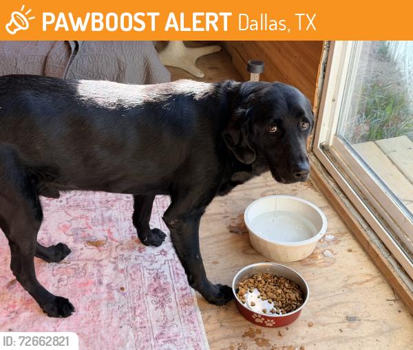 Found/Stray Male Dog last seen Ferguson/Healey, Dallas, TX 75228