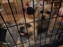 Found/Stray Male Dog last seen Mountain View ests - E Broadway and S Ballantyne Road, Mesa, AZ 85208