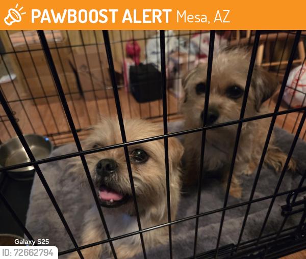 Found/Stray Male Dog last seen Mountain View ests - E Broadway and S Ballantyne Road, Mesa, AZ 85208