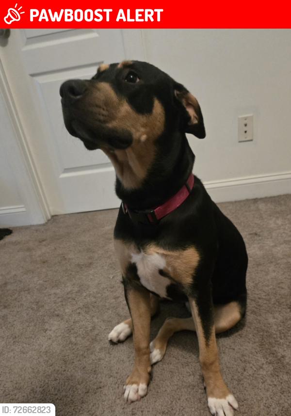 Lost Female Dog last seen Woodstock rd, Cherokee County, GA 30102