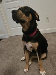 Lost Female Dog last seen Woodstock rd, Cherokee County, GA 30102