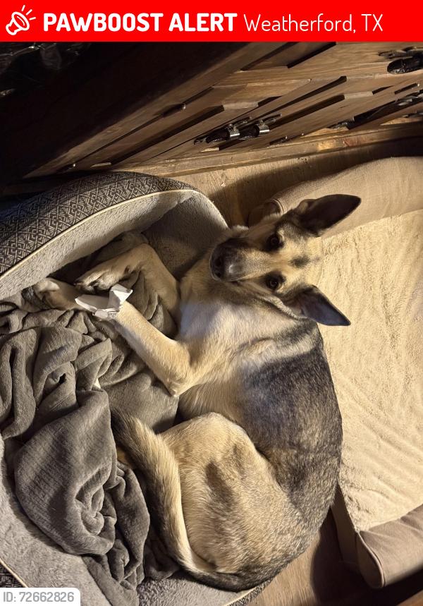 Lost Female Dog last seen Pester highway , Weatherford, TX 76088