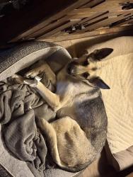 Lost Female Dog last seen Pester highway , Weatherford, TX 76088