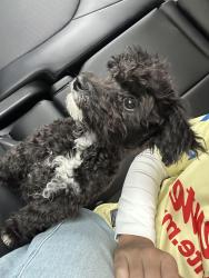 Lost Female Dog last seen Between Cactus and Riverside , Rialto, CA 92377