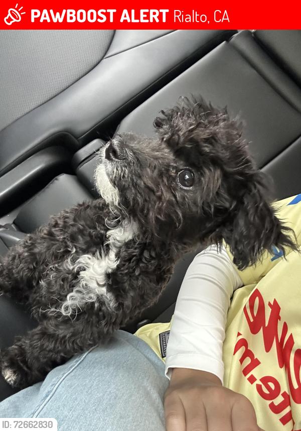 Lost Female Dog last seen Between Cactus and Riverside , Rialto, CA 92377