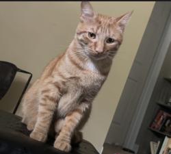 Lost Male Cat last seen Silver Creek Dr and Crystal Creek Dr intersection. Right off of Little Creek Church Rd., Clayton, NC 27520