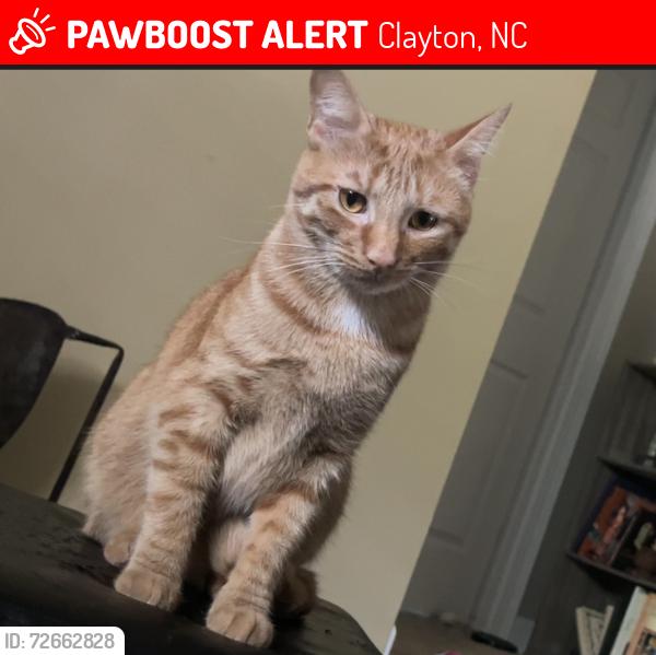 Lost Male Cat last seen Silver Creek Dr and Crystal Creek Dr intersection. Right off of Little Creek Church Rd., Clayton, NC 27520