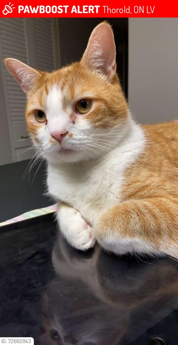 Lost Male Cat last seen Keeper road, Thorold, ON L2V