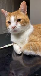Lost Male Cat last seen Keeper road, Thorold, ON L2V
