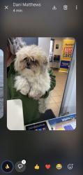 Found/Stray Unknown Dog last seen Hertrick buick gmc seaford , Seaford, DE 19973