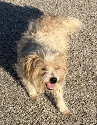 Found/Stray Unknown Dog last seen Near Daphne and Tierwester , Houston, TX 77021