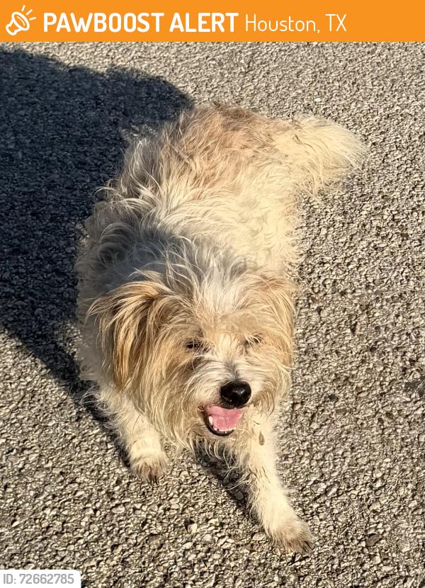 Found/Stray Unknown Dog last seen Near Daphne and Tierwester , Houston, TX 77021