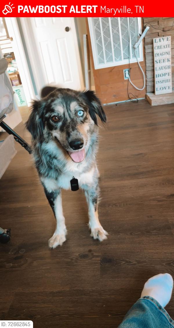 Lost Female Dog last seen Tall Oaks , Maryville, TN 37804