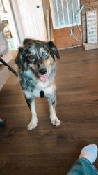 Lost Female Dog last seen Tall Oaks , Maryville, TN 37804