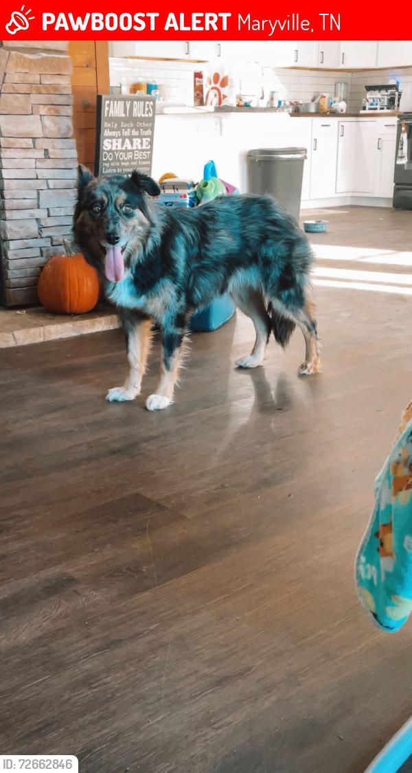 Lost Female Dog last seen Tall Oaks, Maryville, TN 37804