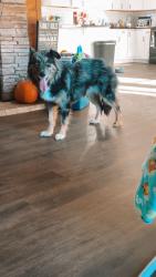 Lost Female Dog last seen Tall Oaks, Maryville, TN 37804