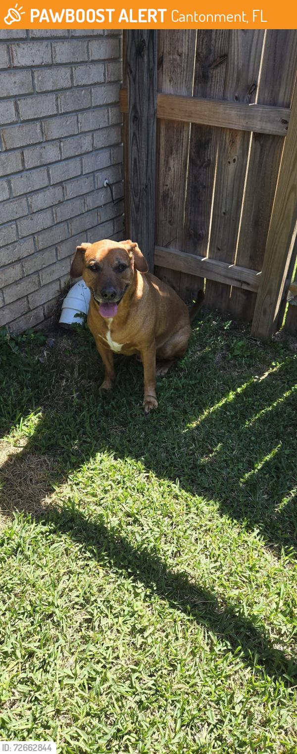 Found/Stray Male Dog last seen Whitt Dr, Cantonment, FL 32533