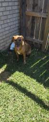 Found/Stray Male Dog last seen Whitt Dr, Cantonment, FL 32533