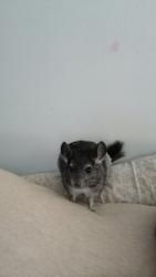 Lost Male Other last seen Quakertown Memorial Park, Quakertown, PA 18951