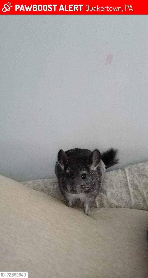 Lost Male Other last seen Quakertown Memorial Park, Quakertown, PA 18951